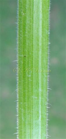  Leaf (Petiole)